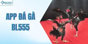 App đá gà Bl555